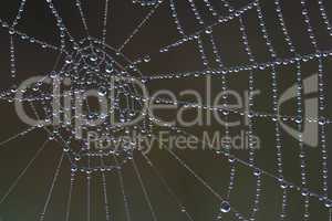 spinnennetz mit tautropfen