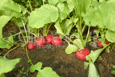 red radishes in the soil
