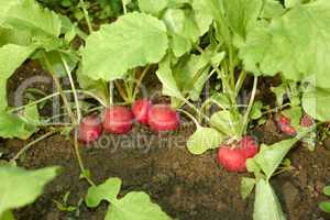 red radishes in the soil