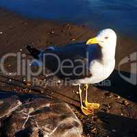 seagull on the beach