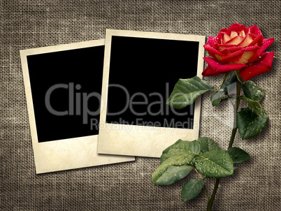 polaroid-style photo on a linen background with red rose