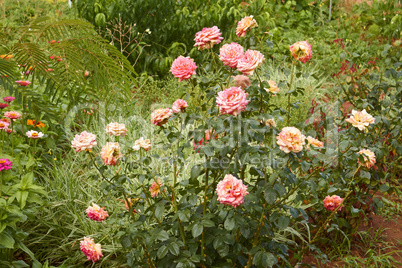 rose and other flowers in flowerbed