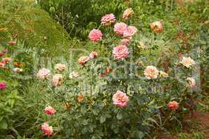 rose and other flowers in flowerbed