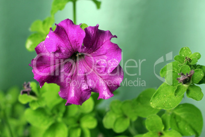 violet petunia blooming under drops and green leaves