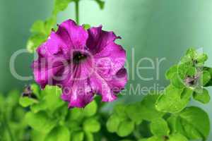 violet petunia blooming under drops and green leaves