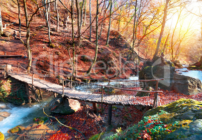 Bridge in the forest