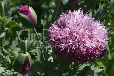 rosa Mohnblüte