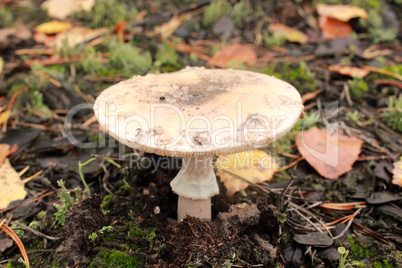 inedible mushroom of toadstool