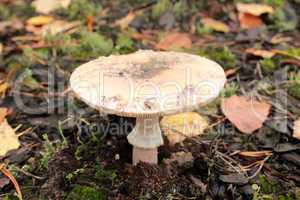 inedible mushroom of toadstool
