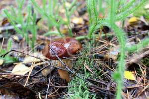 beautiful mushroom of boletus badius