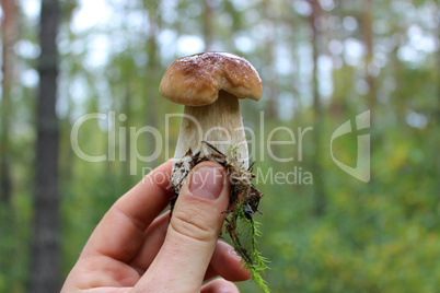 beautiful and little cep in the hand