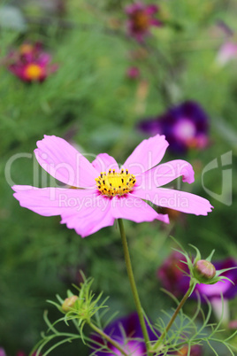 beautiful flower of pink dahlia