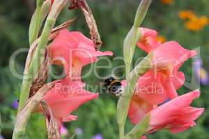 beautiful flower of pink gladiolus and bumblebee