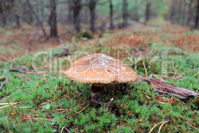 mushroom in the green moss