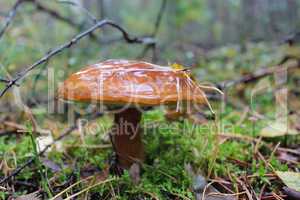 beautiful mushroom of boletus badius