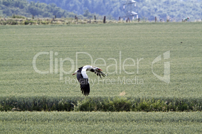 fliegender storch über feldern