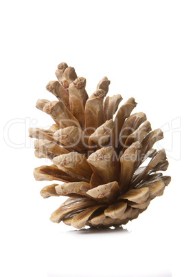 pine cones