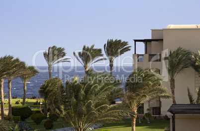 palms on ocean in egypt