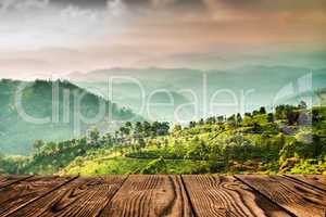 tea plantations in india (tilt shift lens)
