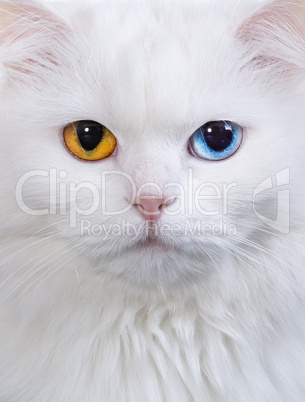 varicoloured eyes white cat