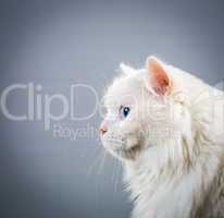 white cat