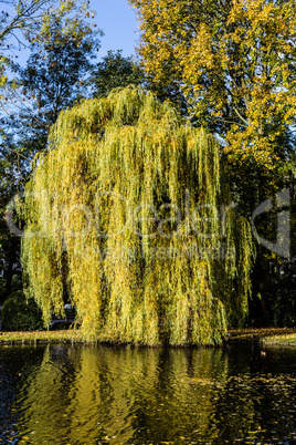 Weeping willow