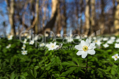 Anemonen