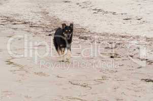 spielender hund am strand