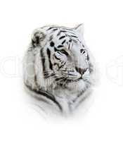 white bengal tiger portrait