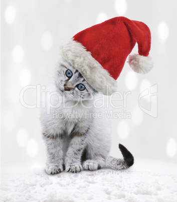 young cat in a christmas hat