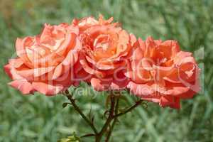three coral roses