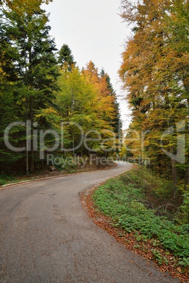 road in autumn forest