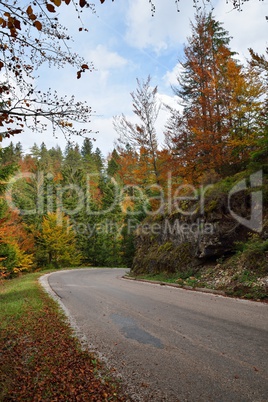 road in autumn forest