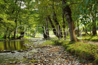 small river in countryside