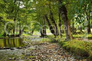 small river in countryside