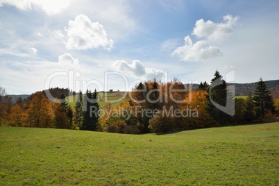 autumn forest in mountain 1