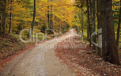 road in colorful forest