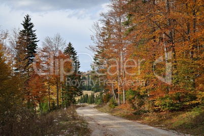 road in colorful forest