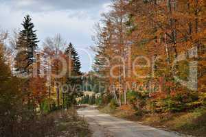 road in colorful forest