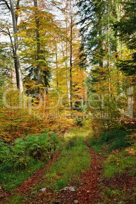 path in colorful forest