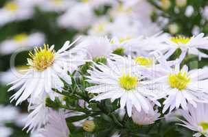 aster weiss - aster white 03