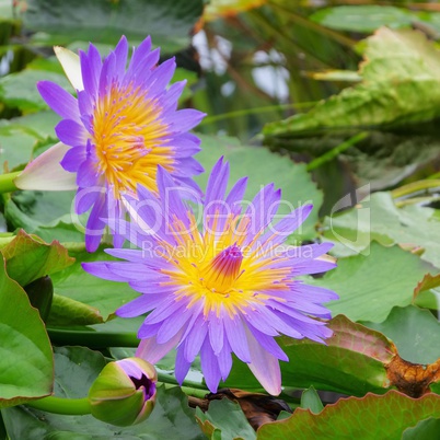 seerose - water lily 42