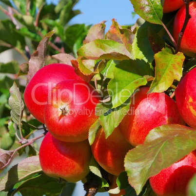 apfel am baum - apple on tree 157