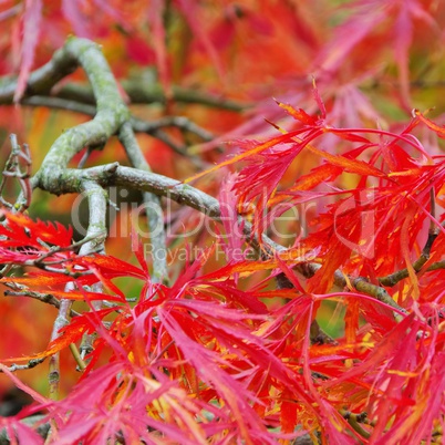 acer palmatum 05