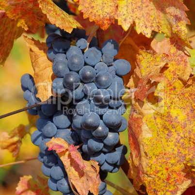weintraube rot - grape red 34