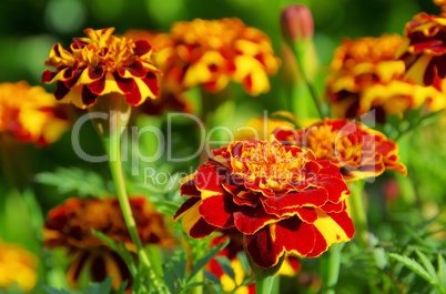 tagetes 38