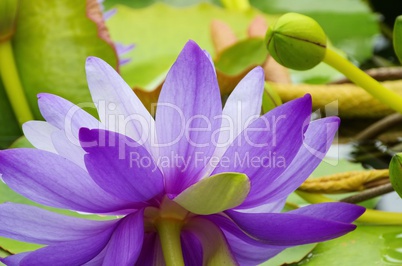 seerose - water lily 47