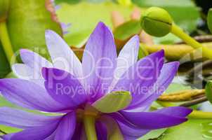 seerose - water lily 47