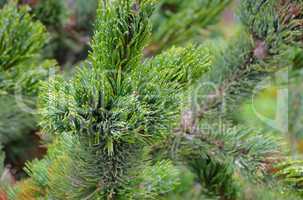 grannenkiefer - rocky mountain bristlecone pine 02