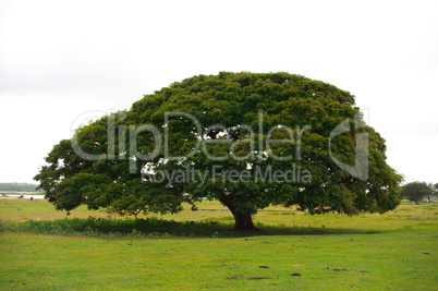 Großer Baum - Regenwald